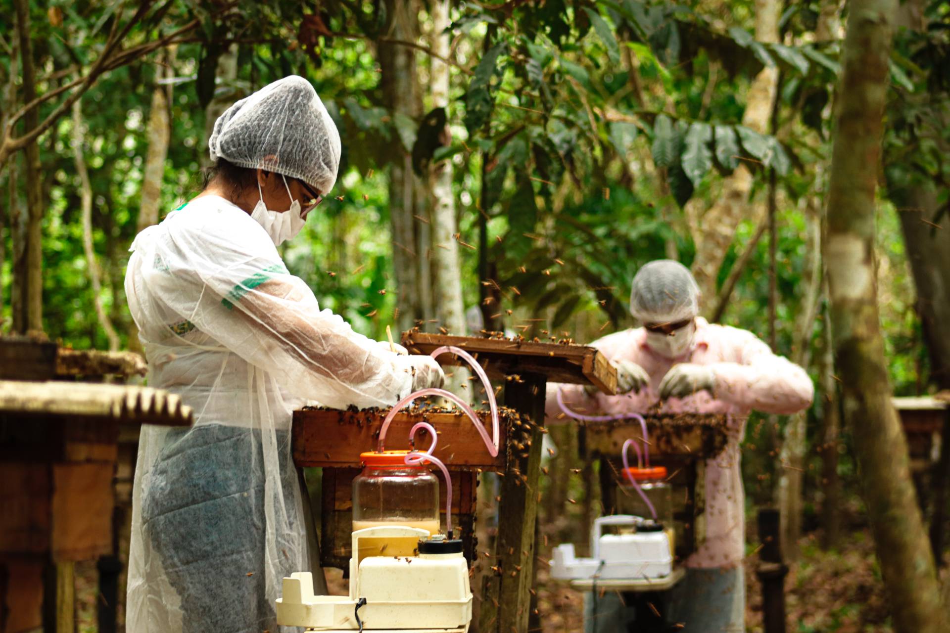Dois apicultores realizando o manejo de abelhas.