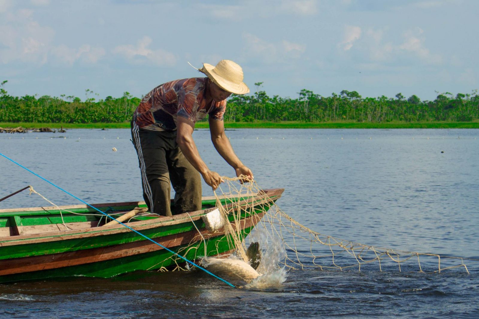Homem em uma canoa, realizando o manejo de pirarucu.