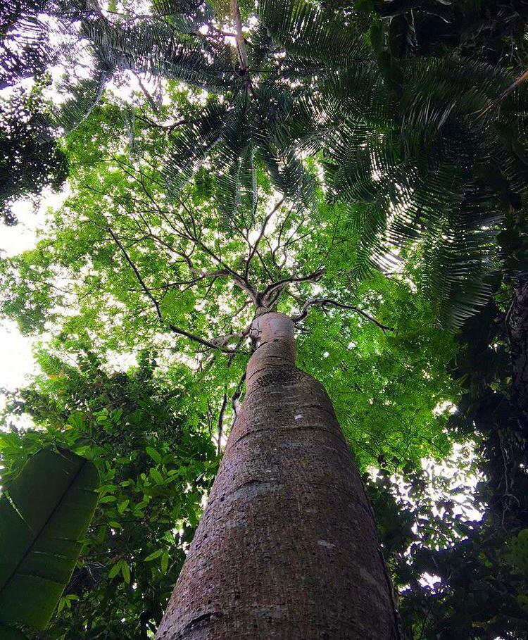 Imagem de copa de árvore.