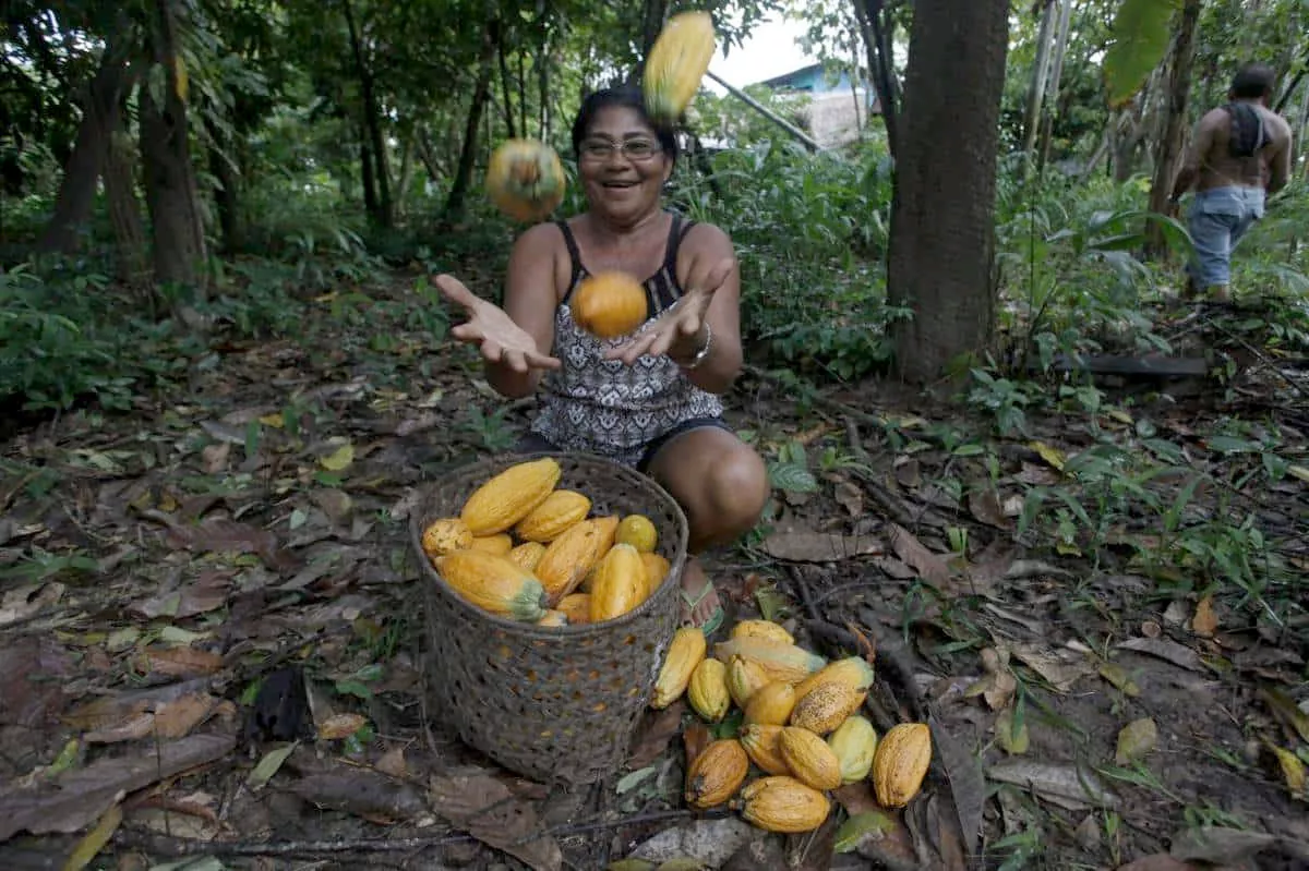 PROGRAMA BOLSA FLORESTA